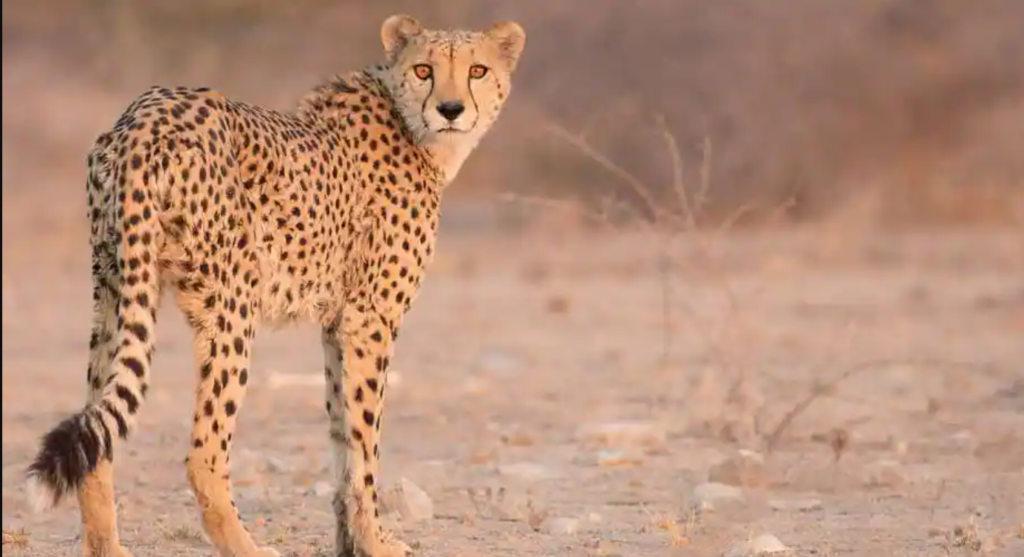 Indian Oil Corporation to give Rs 50 crore for Cheetah relocation from Africa