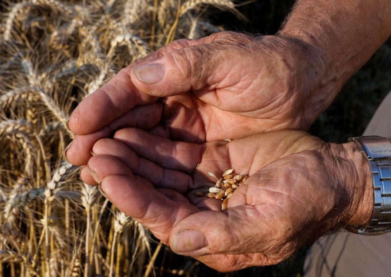 Amid Ukraine war, it's time to give plant-based global diet another look